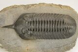 Morocconites Trilobite Fossil - Huge Example #206481-2